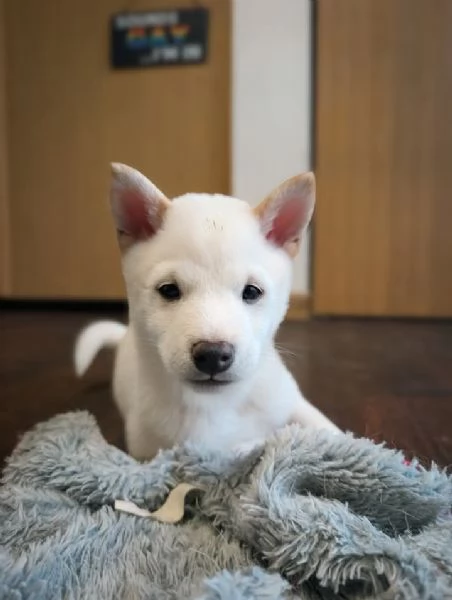 cuccioli di shihba inu, | Foto 0
