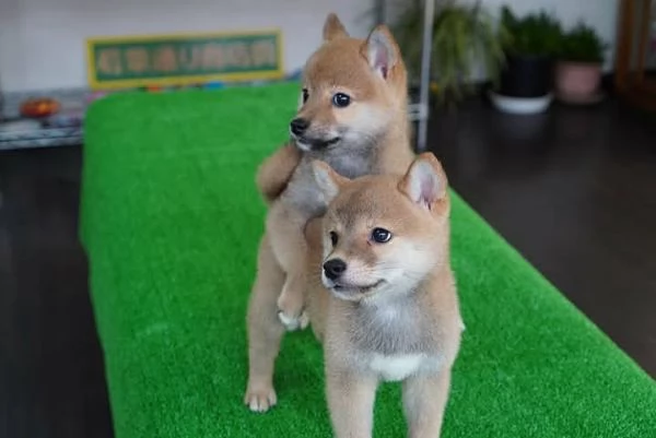 cuccioli di shihba inu,