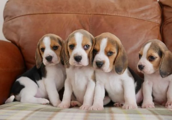 Cuccioli di Beagle