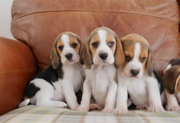 Cuccioli di Beagle | Foto 2