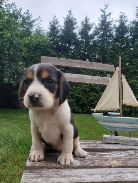 Cuccioli di Beagle | Foto 1
