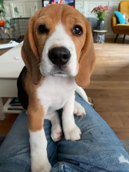 Cuccioli di Beagle | Foto 0