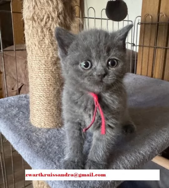 2 cuccioli di gatto british shorthair