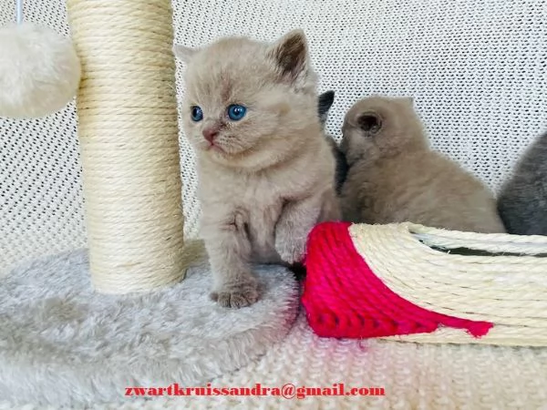dolcissimi cuccioli di British Shorthair