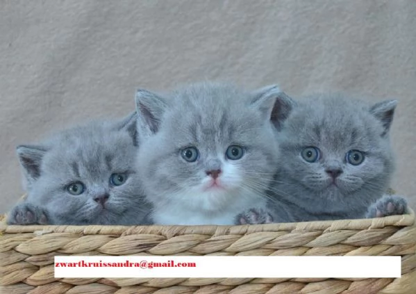 Disponibili cuccioli di British Shorthair