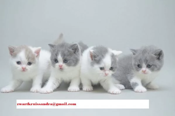6 meravigliosi cuccioli di British Shorthair