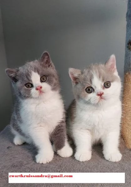 Cuccioli genitori British Shorthair con pedigree