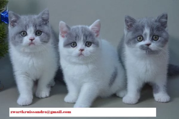 Cucciolo di British Shorthair con pedigree