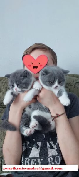 Gattini Cuccioli British Shorthair