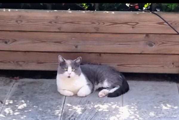 SCOTTISH STRAIGHT | Foto 0