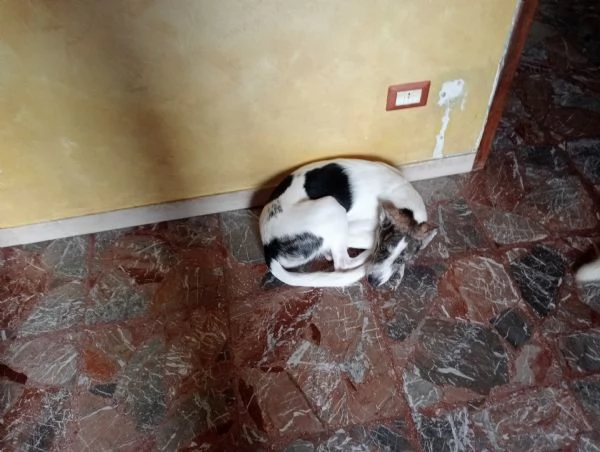 Adozione del cuore. | Foto 1