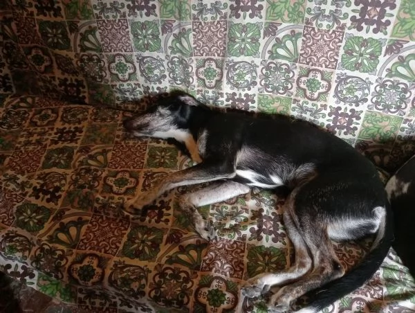 Adozione del cuore. | Foto 0