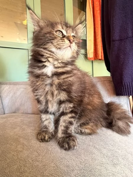 Cucciolo Maine Coon  | Foto 4