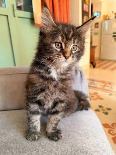 Cucciolo Maine Coon  | Foto 3