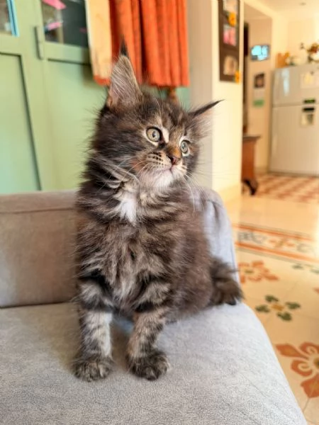 Cucciolo Maine Coon  | Foto 1