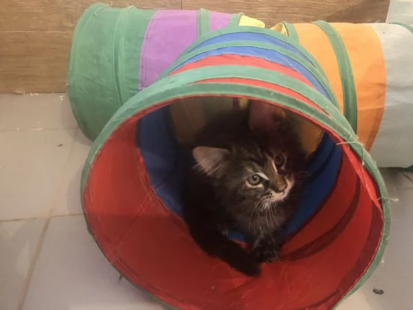 Cucciolo Maine Coon  | Foto 0