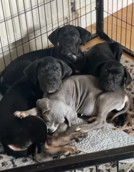 Bellissimi cuccioli di cane corso 
