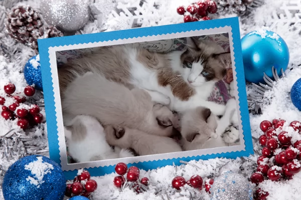 Gattini siamesi e snowshoe  | Foto 10