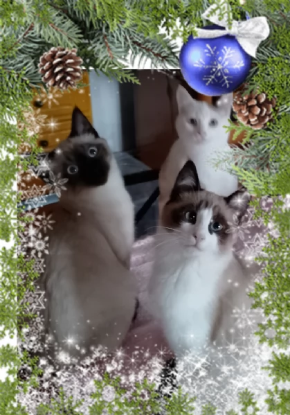 Gattini siamesi e snowshoe  | Foto 9