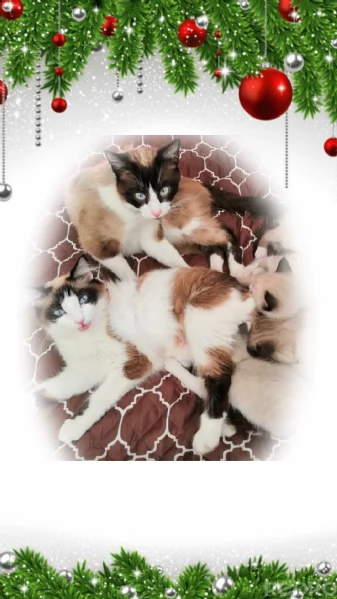 Gattini siamesi e snowshoe  | Foto 8