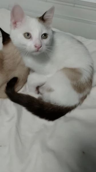 Gattini siamesi e snowshoe  | Foto 6