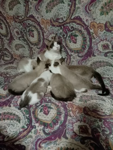 Gattini siamesi e snowshoe  | Foto 4