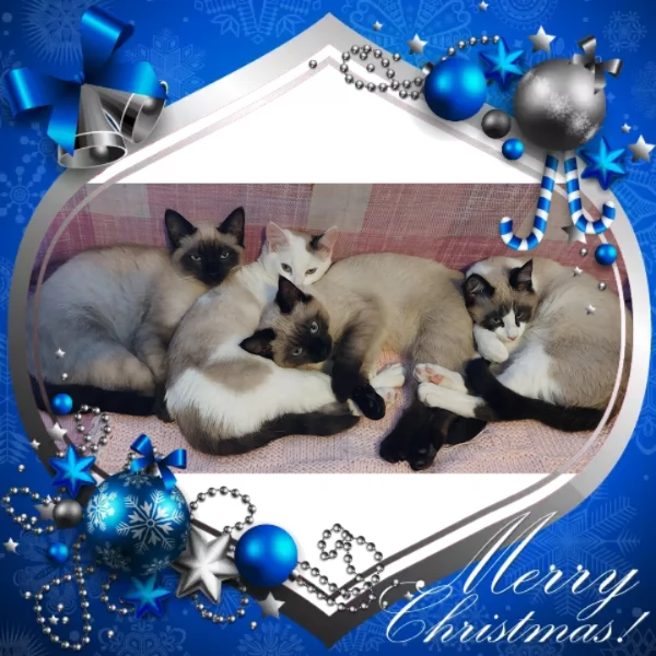 Gattini siamesi e snowshoe  | Foto 2