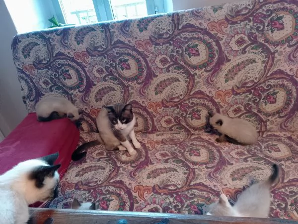 Gattini siamesi e snowshoe  | Foto 1