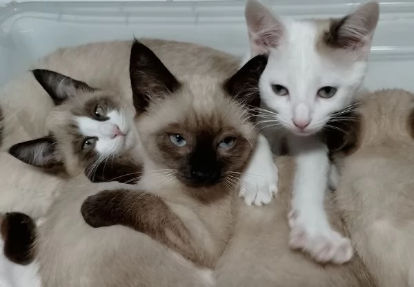 Gattini siamesi e snowshoe  | Foto 0