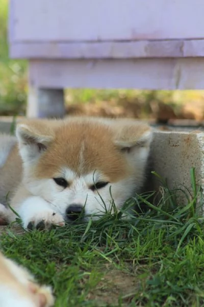 Akita inu con pedigree  | Foto 5