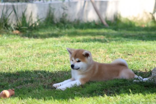 Akita inu con pedigree  | Foto 4