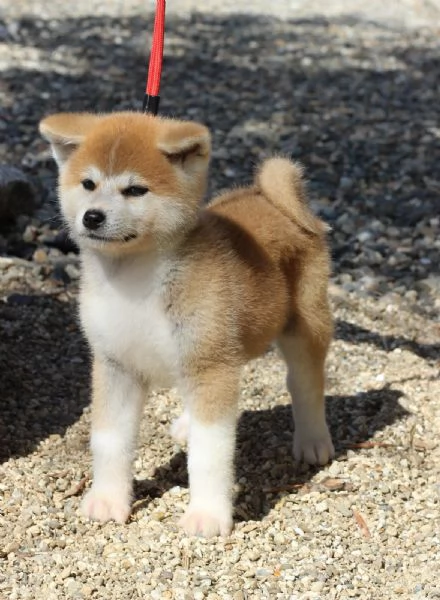 Akita inu con pedigree  | Foto 3