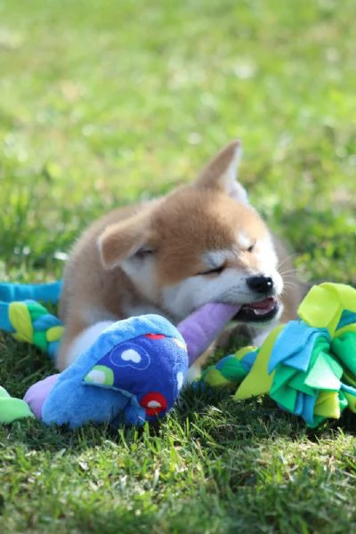 Akita inu con pedigree  | Foto 2