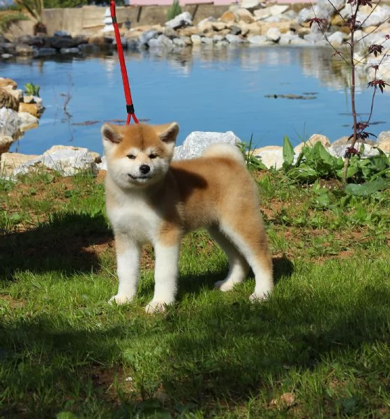 Akita inu con pedigree  | Foto 1