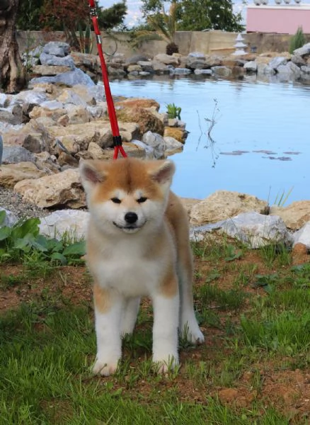 Akita inu con pedigree  | Foto 0