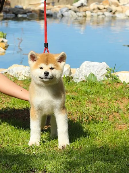 Akita inu con pedigree 