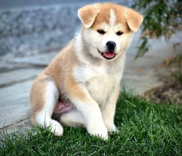 Akita Inu (cuccioli maschio e femmina) | Foto 1