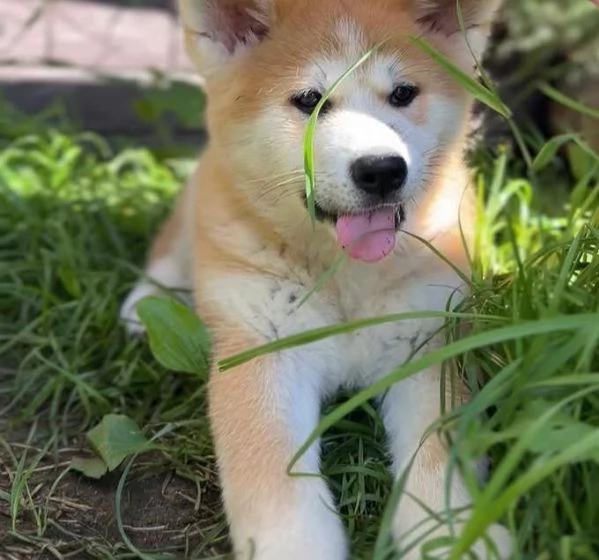 Akita Inu (cuccioli maschio e femmina) | Foto 0
