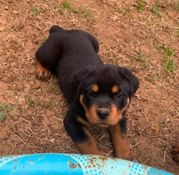 Rottweiler (cuccioli maschio e femmina) | Foto 1