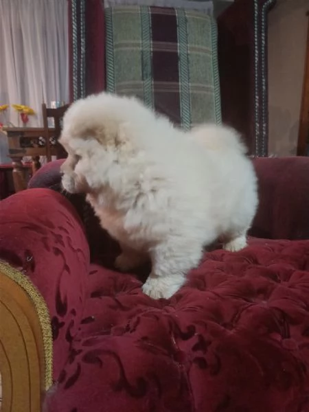  chow chow (cuccioli maschio e femmina)
