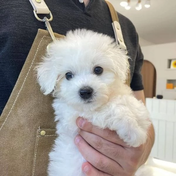 Maltese toy (cuccioli maschio e femmina) | Foto 0
