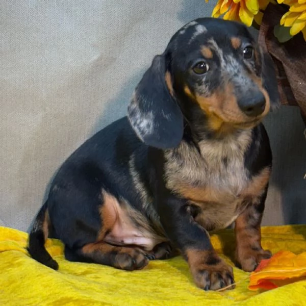 Bassotto nana (cuccioli maschio e femmina)