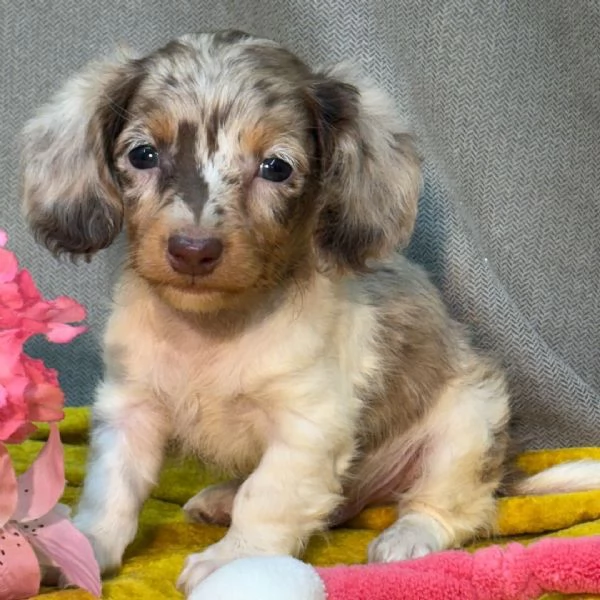 Bassotto nana (cuccioli maschio e femmina) | Foto 0