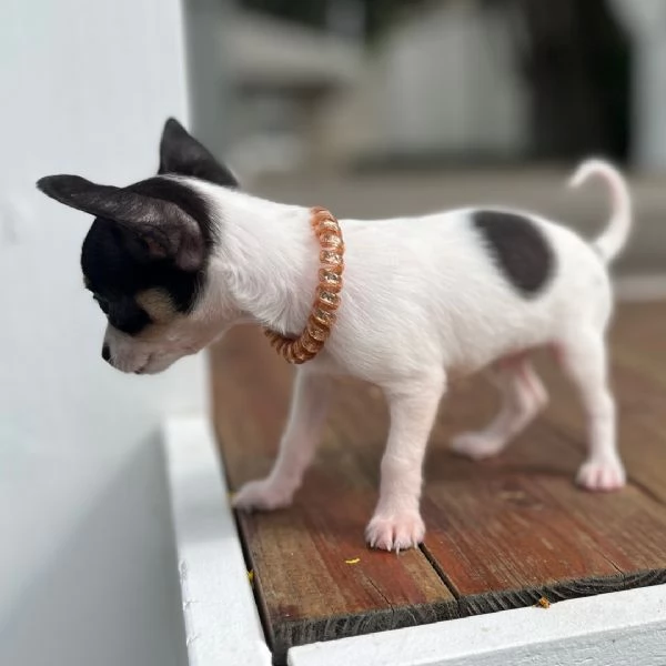 Chihuahua toy (cuccioli maschio e femmina) | Foto 0