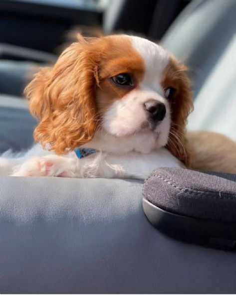 Cavalier King Charles (cuccioli maschio e femmina) | Foto 1