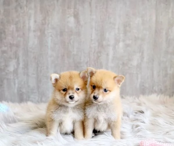 Shiba Inu (cuccioli maschio e femmina) | Foto 0