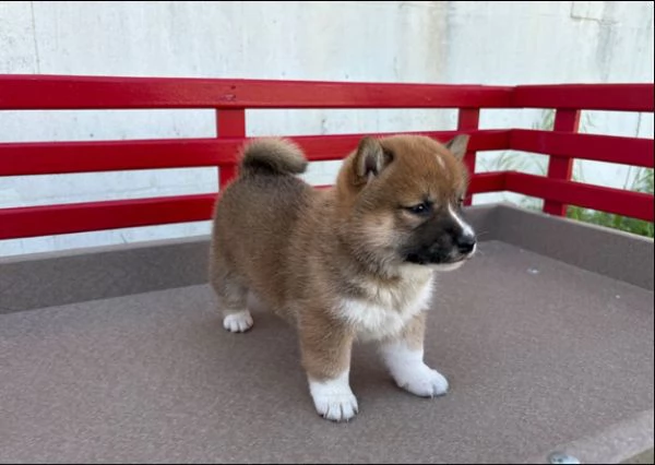 Shiba Inu (cuccioli maschio e femmina)