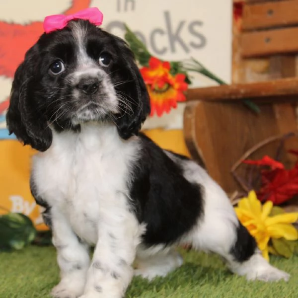 Cocker spaniel (cuccioli maschio e femmina)