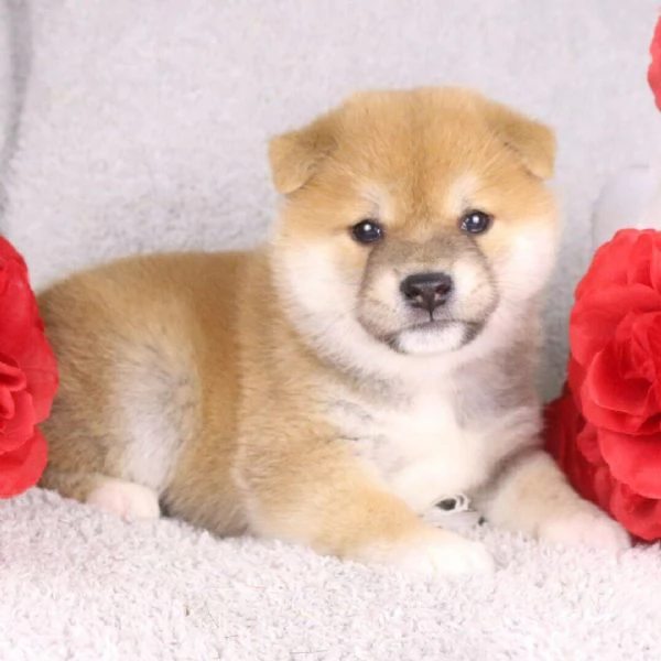 Shiba Inu (cuccioli maschio e femmina)