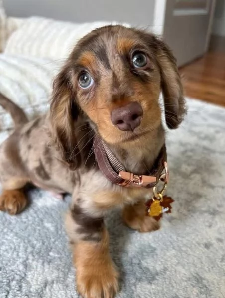 Bassotto (cuccioli maschio e femmina)